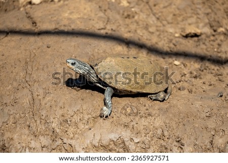 Freshwater turtle (Emydidae) Izmir Türkiye