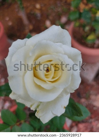 A Beautiful white rose picture 