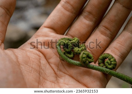 Green shoots of eagle fern Pteridium aquilinum when spring time. The photo is suitable to use for nature background, botanical content media and nature poster.