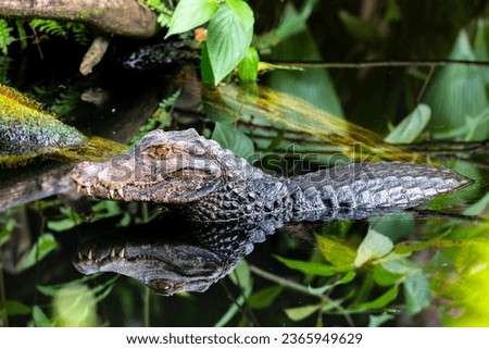 a Cuvier's dwarf caiman is in the pond.
It is a small crocodilian in the alligator family from northern and central South America. 
It lives in riverine forests, flooded forests near lakes. Royalty-Free Stock Photo #2365949629