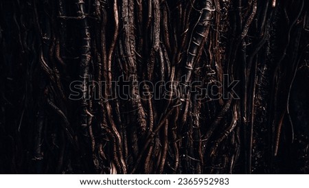 The spreading root system on a old tree in a forest. The variety of shapes in a wild nature. Root background for the various kinds of collages. Amazing and Chaos Tree Roots. Royalty-Free Stock Photo #2365952983