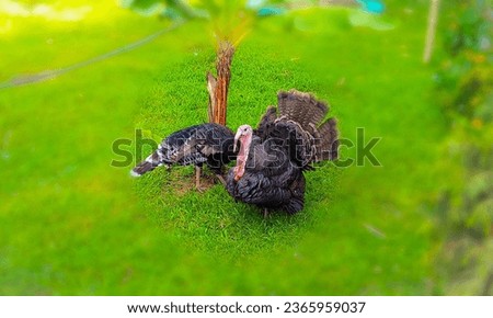 Two Bronze turkey on a field. Green park with bronze turkey. 
