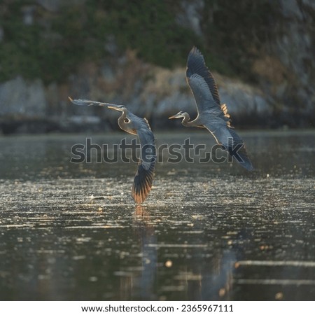 Great blue heron flying at seaside, a very common waterside bird in north america. Royalty-Free Stock Photo #2365967111