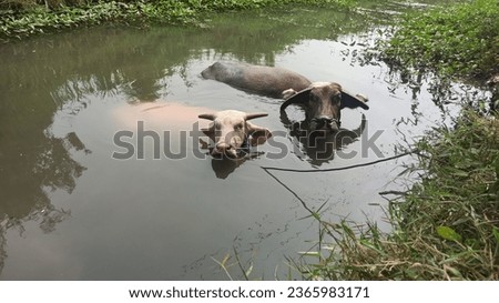 black and pink buffalo bathe together in the river