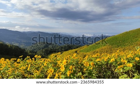 A beautiful flower field on a high mountain