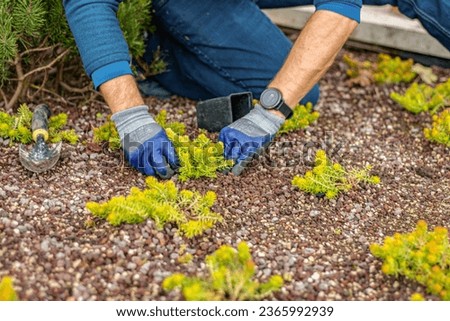 Young man hands in gloves plant plants in spring soil.