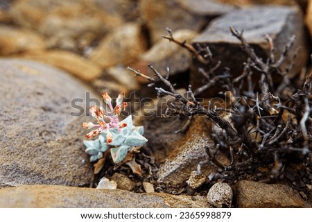 A small succulent plant flowering between rocks in arid soil on a farm near Sutherland, Western Cape, South Africa. Royalty-Free Stock Photo #2365998879
