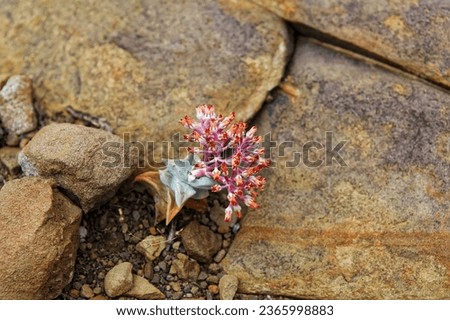 A small succulent plant flowering between rocks in arid soil on a farm near Sutherland, Western Cape, South Africa. Royalty-Free Stock Photo #2365998883