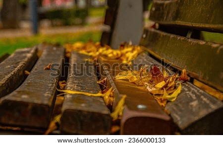 bench in autumn park.autumn time in nature