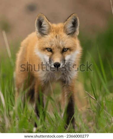 Red fox wild fox at nature jungle forest