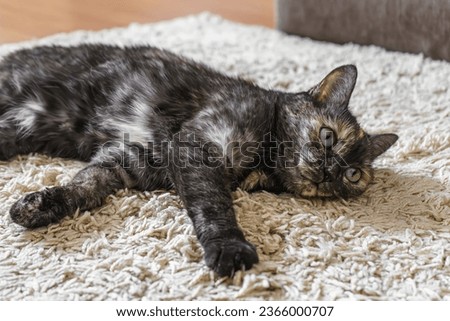 Domestic tortoiseshell, dark tricolor cat lies on the carpet in room. Happy pet sleeping, take nap, resting, relaxing indoor, inside house.  Royalty-Free Stock Photo #2366000707