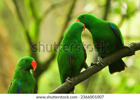 green parrots. Beautiful couple of green parrots. green parrot wildlife of tropical nature.