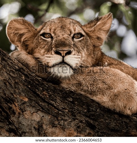 wild lion animal standing on nature jungle