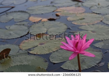 Beautiful gorgeous and pretty Water Lily flowers