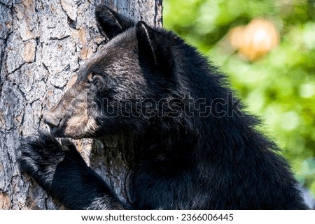 Mama black bear up in tree
