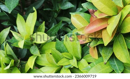 colorful leaf wallpaper or background (2)