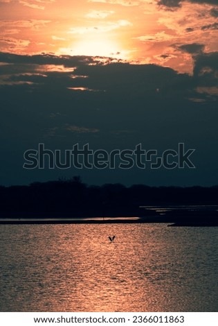 beautiful shot photo of seascape lake view Golden yellow coloured water sunshine twilight hours two birds avian life painted storks crane standing forest background wallpaper bird sanctuary wildlife 