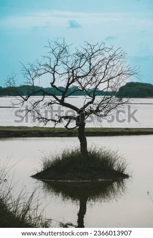 beautiful shot photo of seascape lake view single tree without leaves autumn fall season grass islands reflection silhouett cloudy twilight hours forest background wallpaper bird sanctuary wildlife 