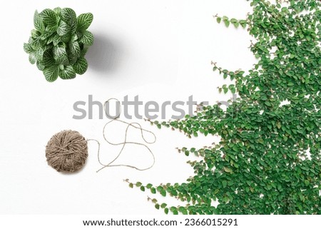Top view composition of plant on white background