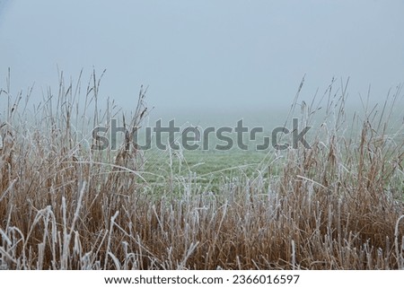A mystical scene of early winter unveiling its magic through the mist, while nature's elements intertwine in an ethereal dance. Royalty-Free Stock Photo #2366016597