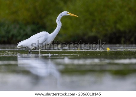 great egret (Ardea alba) fishing