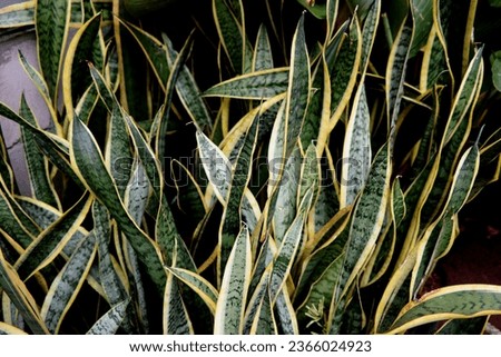 Sansevieria or Lidah Mertua is a historically recognized genus of flowering plants, native to Africa, notably Madagascar, and southern Asia, now included in the genus Dracaena.