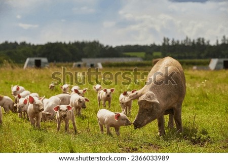 Eco pig farm in the field in Denmark Royalty-Free Stock Photo #2366033989