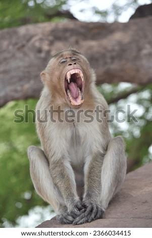 beautiful monkey picture in a park
