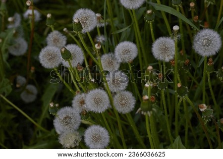 Photo a lot of white dandelions in a flower bed. Weeds in the country. Plants.