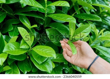 Close-up leaves of a cherry laurel plant Royalty-Free Stock Photo #2366040559