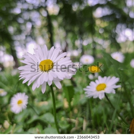 Picture of flowers at the bloom field