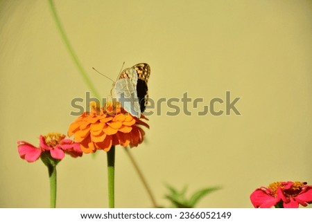 Flowers and Butterflies are the beauties of nature that complement each other with their colors.
