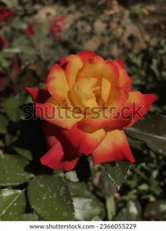 A beautiful rose with petals like flame 🔥 with green leaves on the sunny day in the garden.
