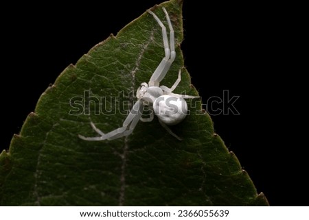 Small Female Crab Spider of the Family Thomisidae