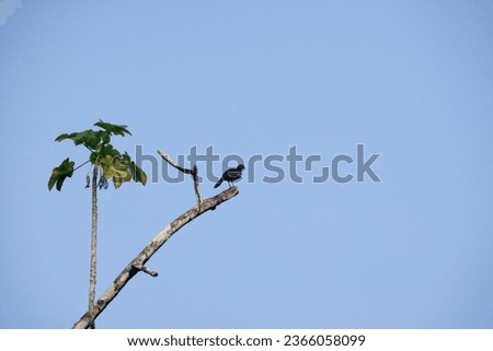 A Guan perched in a tree in the rainforest near the Pastasa River in south east Ecuador South America