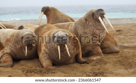walrus group hanging around the beach