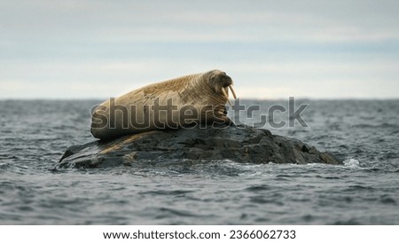 a hige walrus found at a big rock at the shore