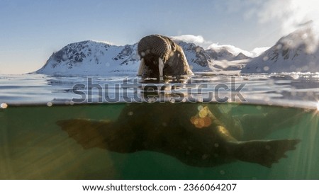 a walrus swimming on the cold waters