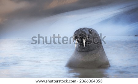a walrus halfway underwater enjoing his time