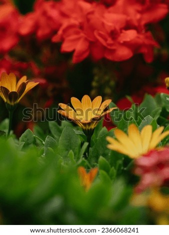 A background floral image with a mixture of orange and red colours