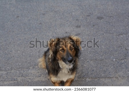 Beautiful portrait of a dog. A fluffy dog ​​is walking.