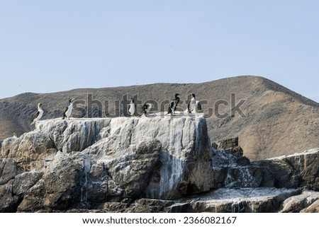 Beautiful view of sea birds, known as Leucocarbo bougainvillii or guanay cormorant, on rocks and near the sea, Casma, Ancash Peru. Royalty-Free Stock Photo #2366082167