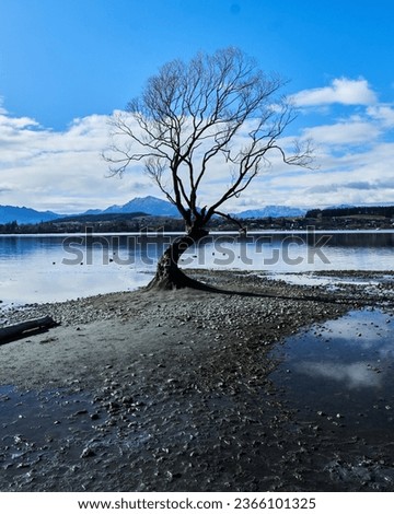 the famous Wanaka tree during low tide