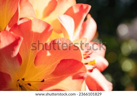 The close-up Picture of Rhododendron Vireya flowers with the bright light that shows the detail of the flower texture.