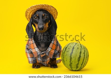 Dog dachshund rural farmer in straw hat, plaid shirt with watermelon on yellow background organic product Harvest from plantation, natural without pesticides Fruit from garden subsistence farming Royalty-Free Stock Photo #2366104615