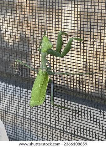 Green preying mantis on a window screen.