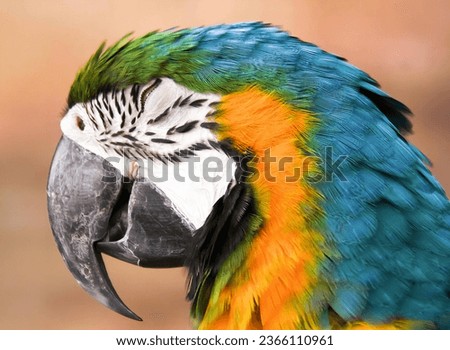 a photography of a colorful parrot with a very large beak, macaw with a colorful head and a blue and yellow body.