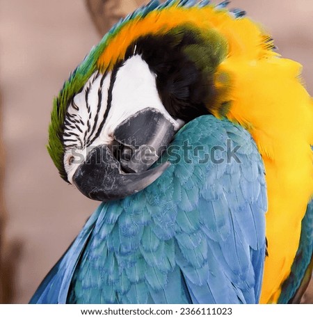 a photography of a colorful parrot with a black face and yellow feathers.