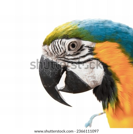 a photography of a colorful parrot with a white background, macaw with colorful feathers on its head and a white background.