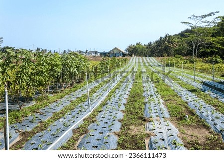 Vegetable plants are covered with plastic mulch which aims to protect the soil surface from erosion, maintain soil moisture and structure, save water, and inhibit the growth of weeds. Vegetable cultiv Royalty-Free Stock Photo #2366111473